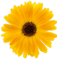Calendula