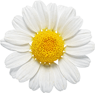 Chamomile